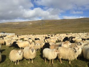 More Sheep Than Humans