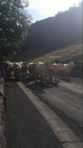 Cows Walking the Camino