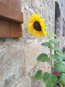 Camino Sunflower